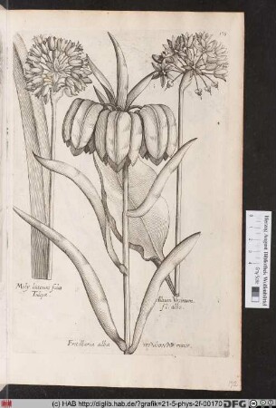 [Kaiserkrone und Zierlauch]