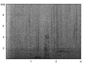 Rothirsch | Cervus elaphus - Ruf