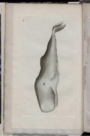[Abb. 184]