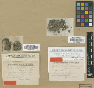 Barbula lingulata Warnst. [isotype]