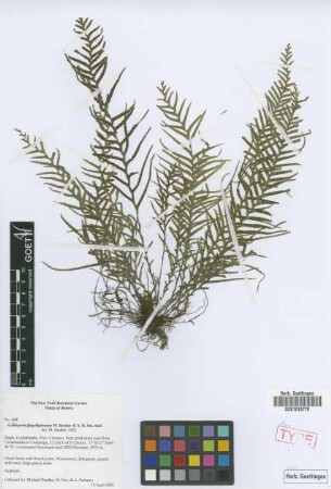 Lellingeria flagellipinnata M.Kessler & A.R.Sm. [paratype]
