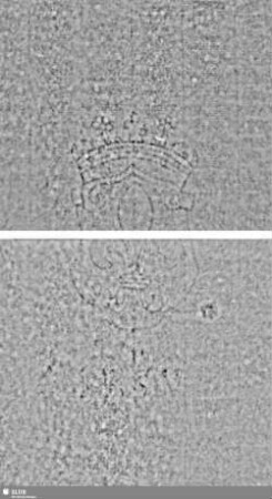 Lilienschild + IESV / LW = S.23/24+29/30