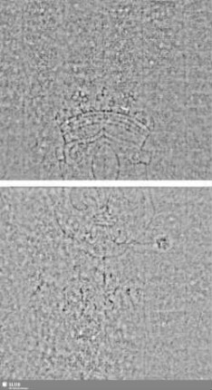 Lilienschild + IESV / LW = S.23/24+29/30