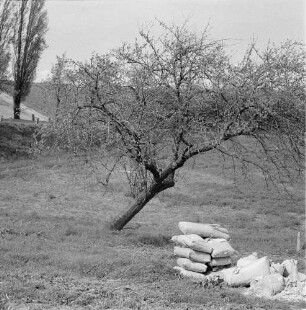 Blick über eine Obstplantage mit gestapelten Säcken