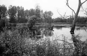 Taubergießen: Rheinwald; Naturschutzgebiet