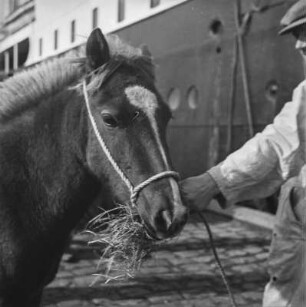 Islandpony am Hafen : Islandpony am Hafen von Reykjavik beim Einschiffen auf das Schiff "Alexandrine"