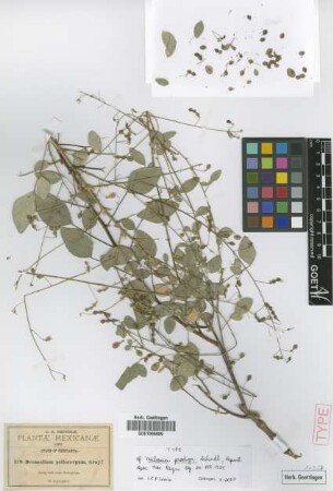 Desmodium psilocarpum A.Gray