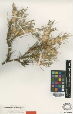 Astragalus kurdicus Boiss. [type]
