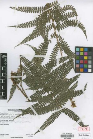 Polystichum rufum M.Kessler & A.R.Sm. [paratype]