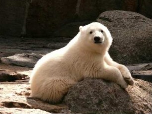 Berliner Zoo, der kleine Eisbär Knut, 22. Juni 2007