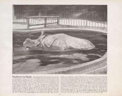 Nashorn im Bade