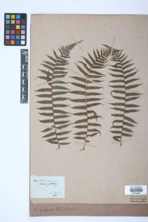 Alsophila glabra (Blume) Hook.