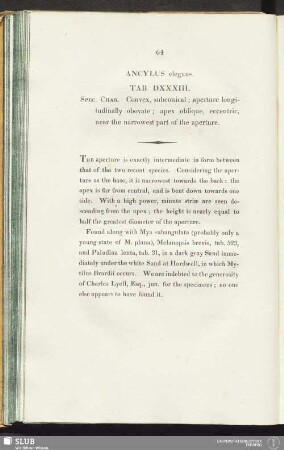 Ancylus elegans. Tab. DXXXIII