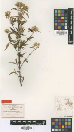 Eupatorium amblyolepis B.L.Rob. [type]