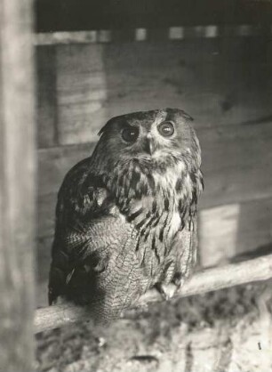 Uhu (Bubo bubo) auf einer Stange sitzend