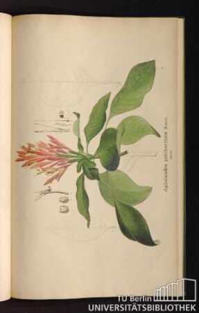 Tab. 67. Aphelandra pulcherrima Kunth.