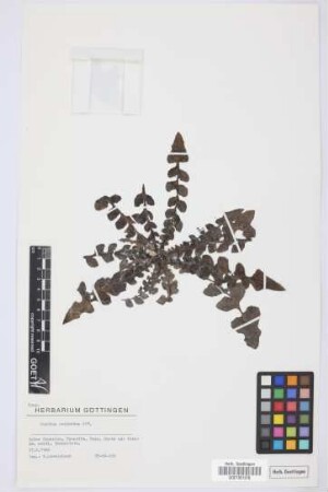 Sonchus radicatus Aiton