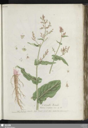 L'Oseille Ronde