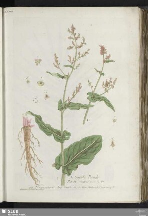L'Oseille Ronde