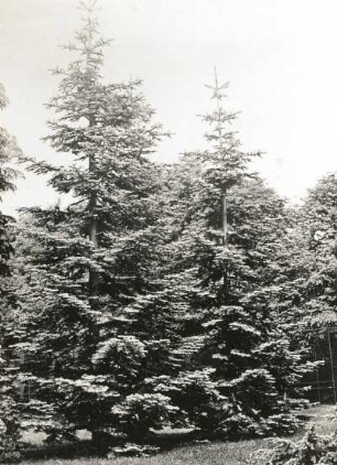 Kieferngewächse (Pinaceae). Tannen (Abies sp.)