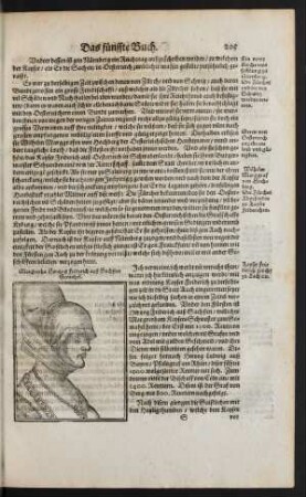 Margretha Hertzog Friderich auß Sachßen Gemahel.