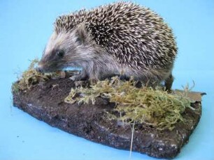 Igel, Erinaceus europaeus, jugendlich