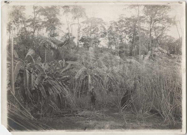 "Plantation de bananes et de manioc à la Serra do Mel".