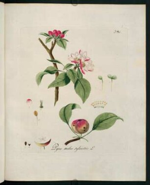 Pyrus malus sylvestris L.