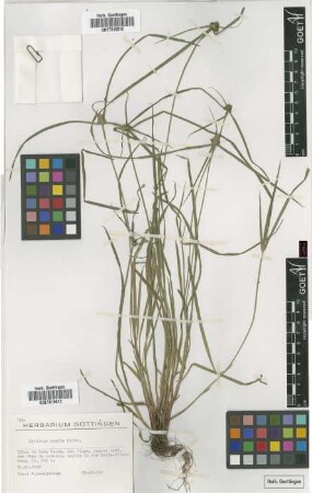 Kyllinga pumila Michx.
