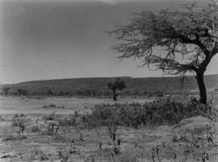Savanne : Savannenvegetation im abessinischen Hochland