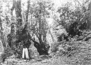 Im Wald : Die Vegetation des Waldes von Agua Garcia. Vor einem Baum steht ein Mann mit hellem Umhang und Hut