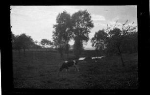 Nicht identifizierbare Ortschaft in Nordfrankreich oder Belgien: Kuhweide, im Hintergrund Teich und Baumgruppe