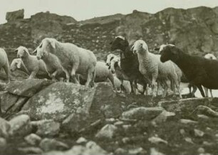 Schafherde bei der Mindener Hütte : Schafherde bei der Mindener Hütte, Ankogelgruppe in den Hohen Tauern in Kärnten