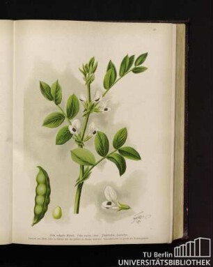 Faba vulgaris Mönch. Faba equina Linné. Pferdebohne, Saubohne.