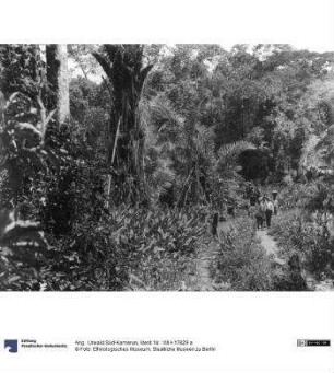 Ang.: Urwald Süd-Kamerun