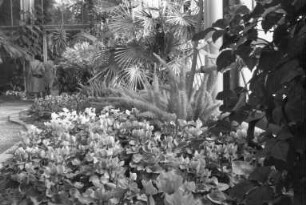 Botanischer Garten. Alpenveilchenblüte im Palmenhaus