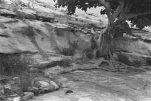 Baum am Hang der Amba : Felsige Landschaft mit einem Baum