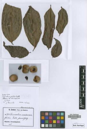 Eriocoelum petiolare Radlk. [syntype]