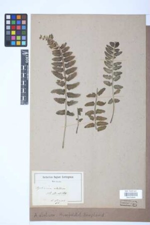 Asplenium alatum Humb. & Bonpl. ex Willd.