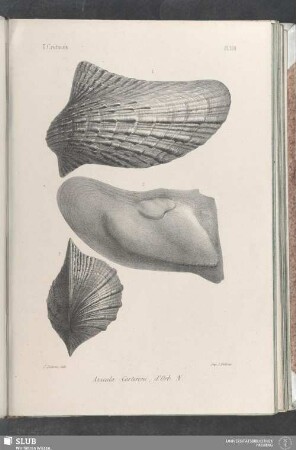 Pl. 390