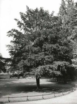 Europäische Eibe (Taxus baccata), auch Gemeine Eibe oder nur Eibe im Brühlschen Garten in Dresden