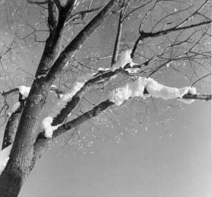 Schneebedeckte Äste eins Baumes