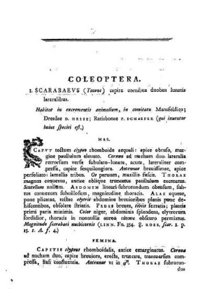 Coleoptera