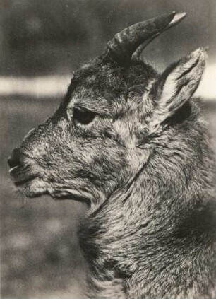 Junger Steinbock (Capra sibirica)