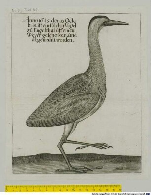 Anno 1645. den 13 Octobris, ist ein solcher Vogel zu Engelthal uff einem Weyer geschossen, und abgemahlt worden