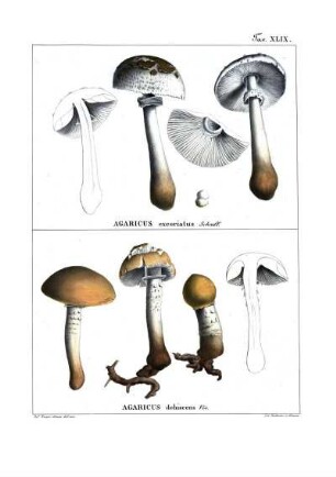 Tav. XLIX. Agaricus excoriatus Schœff. - Agaricus dehiscens Viv.