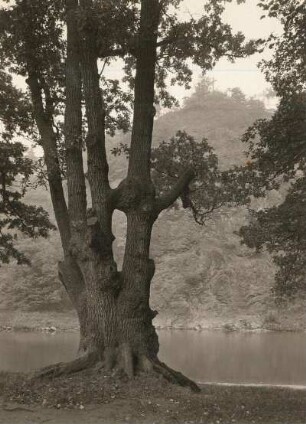 Lichtenwalde, Harrasfelsen von Westen