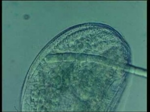 Nahrungsaufnahme bei Pseudomicrothorax