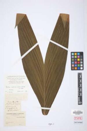 Bactris confluens Linden & Wendl. ex Wendl.[type]