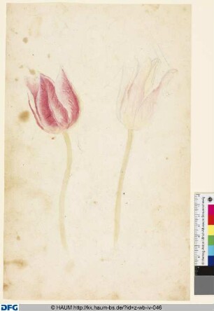 Studie zweier Tulpen